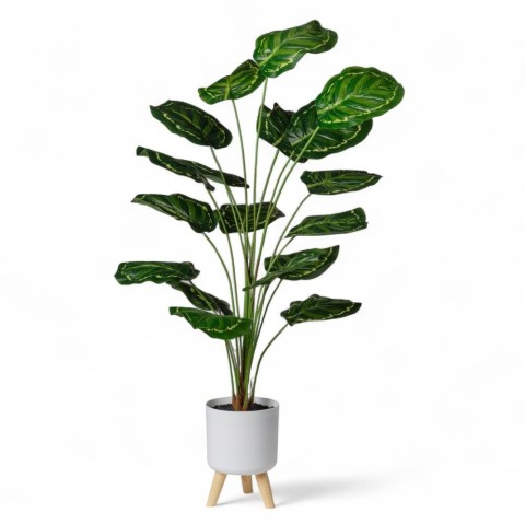 CALATHEA IN VASO H120 CON 18 FOGLIE